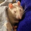 Логотип телеграм канала @rat_mother — Rat mother