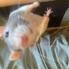 Логотип телеграм канала @ratovely — Rats/Домашние питомцы/Крысята🫐🐁💍