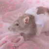 Логотип телеграм канала @ratpink000 — Дневник поехавшей Крысы 🐁💅