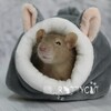 Telegram channel RatsHouse logo