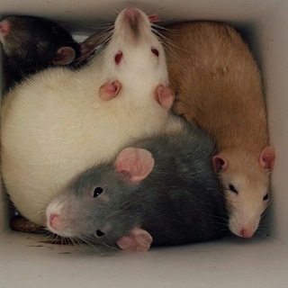 Логотип телеграм канала @ratscapies — rats & rats & rats & rats & capybaras
