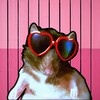 Логотип телеграм канала @ratshopview — Крыса на шопинге