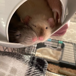 Логотип телеграм канала @ratsmkl — rats.mkl