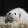 Логотип телеграм канала @ratsmyrats — крысы мои крысы