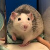Логотип телеграм канала @rattyhome — Rattyhome