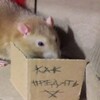 Логотип телеграм канала @ratupground — Крысичный upграунд
