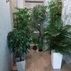 Логотип телеграм канала @rauxgreendekor — Искусственные растения интерьерное озеленение.