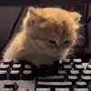 Логотип телеграм канала @rdrzhicat — r/держи кота