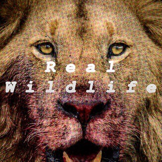 Логотип телеграм канала @real_wildlife — Real Wildlife