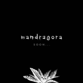 Логотип телеграм канала @realmandragora — REAL MANDRAGORA