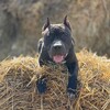 Логотип телеграм канала @reitrcrimea — Крымский стафф