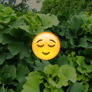 Logo of telegram channel relaxd — 🌿 Relax 😌