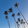 Logo of telegram channel rent_nashalanka — Sri-Lanka RENT🌴 ШРИ-ЛАНКА аренда