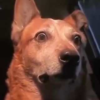 Logo of telegram channel retards_tiktok — Retards_TikTok