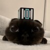 Логотип телеграм канала @reviusion — REVIUSION MODS