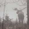 Логотип телеграм канала @rewind1972 — мэри уайатт † 🦅