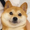 电报频道的标志 rgfl6 — 二狗福利站🈲淫妻换妻绿帽单男3p