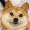 电报频道的标志 rgjz6 — 二狗福利站🈲️探花/偷拍/直播/录播