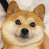 Telegram channel 二狗福利站㊙️ASMR/录播 logo