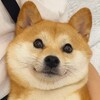 Telegram channel 二狗福利站🍿️吃瓜/猎奇/搞笑/热点 logo