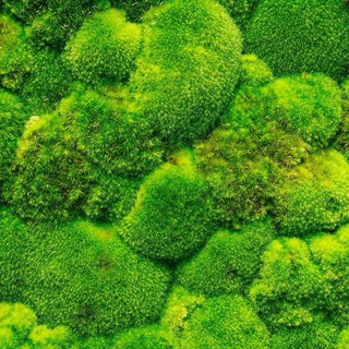Логотип телеграм канала @riagreencountry — Мох 🌳