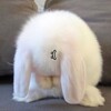 Логотип телеграм канала @riclof — риклоф closed🐾