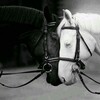 Telegram channel 1 Cheval sûr du Quinté   logo