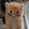 Логотип телеграм канала @risovisa — Рисовиса