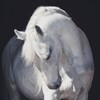 Логотип телеграм канала @ritalozhkinaphoto — Rita Lozhkina Photo