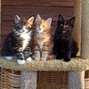 Логотип телеграм канала @rizanter_mainecoon — Rizanter_mainecoon Питомник кошек #мейнкун
