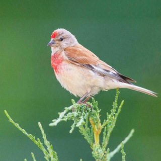 Telegram каналынын логотиби robenan — سینه سرخ