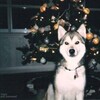 Логотип телеграм канала @robloxzapret — РОБЛОКС ОБХОД