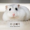 Логотип телеграм -каналу rodent_ukraine — 🐹 Гризуни Україна | Прилаштування та продаж | e-Pet