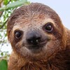 Логотип телеграм канала @rodom_iz_tiflis — Родом из Тифлиса