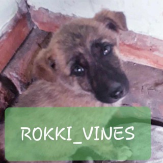 Telegram kanalining logotibi rokki_viner — RokkI ViNeR✔