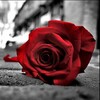 Логотип телеграм канала @romanticmuzic — Романтика - музыка ты и я! Romance- muzic,you and me!!!!