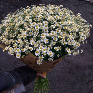 Логотип телеграм канала @romashek2002 — romashek🌼