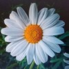 Логотип телеграм канала @romashkasadshkola3 — МБОУ "Тучковская СОШ N3"Дошкольное отделение 🏠