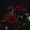 Logo of telegram channel rose_contest — rose contest[🌹]