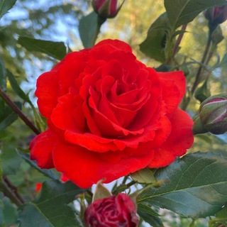 Логотип телеграм канала @roses_just_roses — 🌹Мотивация🌹