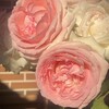 Логотип телеграм канала @rosescentre — RosesCentre/СадСокровищ