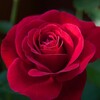 Logo of telegram channel rosetradecoin — Rose tradecoin
