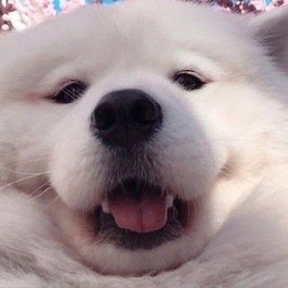 Логотип телеграм канала @rosiedonte — Rosie 🪽