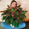 Логотип телеграм канала @rostok_vl — РостокВл 🪴 Растения Владивосток