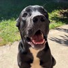 Логотип телеграм канала @rostov_pets — Потерялся Друг.Ростов