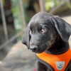 Логотип телеграм канала @roy_check — Рой, мать его, пёс🐶