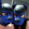 Logo of telegram channel royalbluepups — Royal Blue Pups 🐾🐶