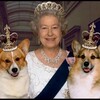 Логотип телеграм канала @royalcocktail — ⚜️Королевский коктейль⚜️