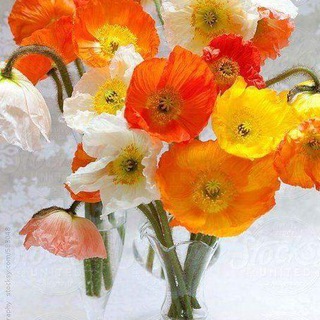Логотип телеграм канала @rozanamoroze — Красивые цветы
