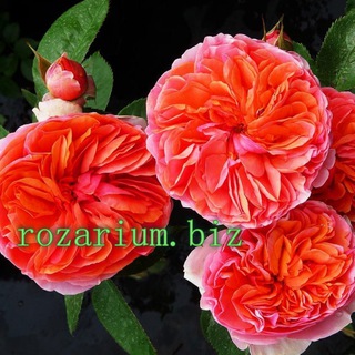 Логотип телеграм канала @rozarium_biz — Питомник Роз Полины Козловой